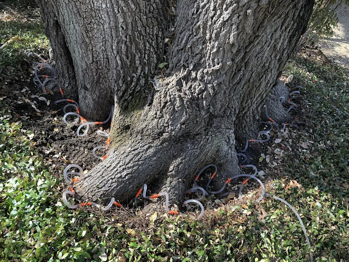 Detailed Tree Cabling and Bracing job site in Hammondsville