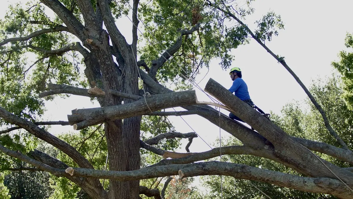 Professional Crown Thinning performed by certified arborists in Hammondsville